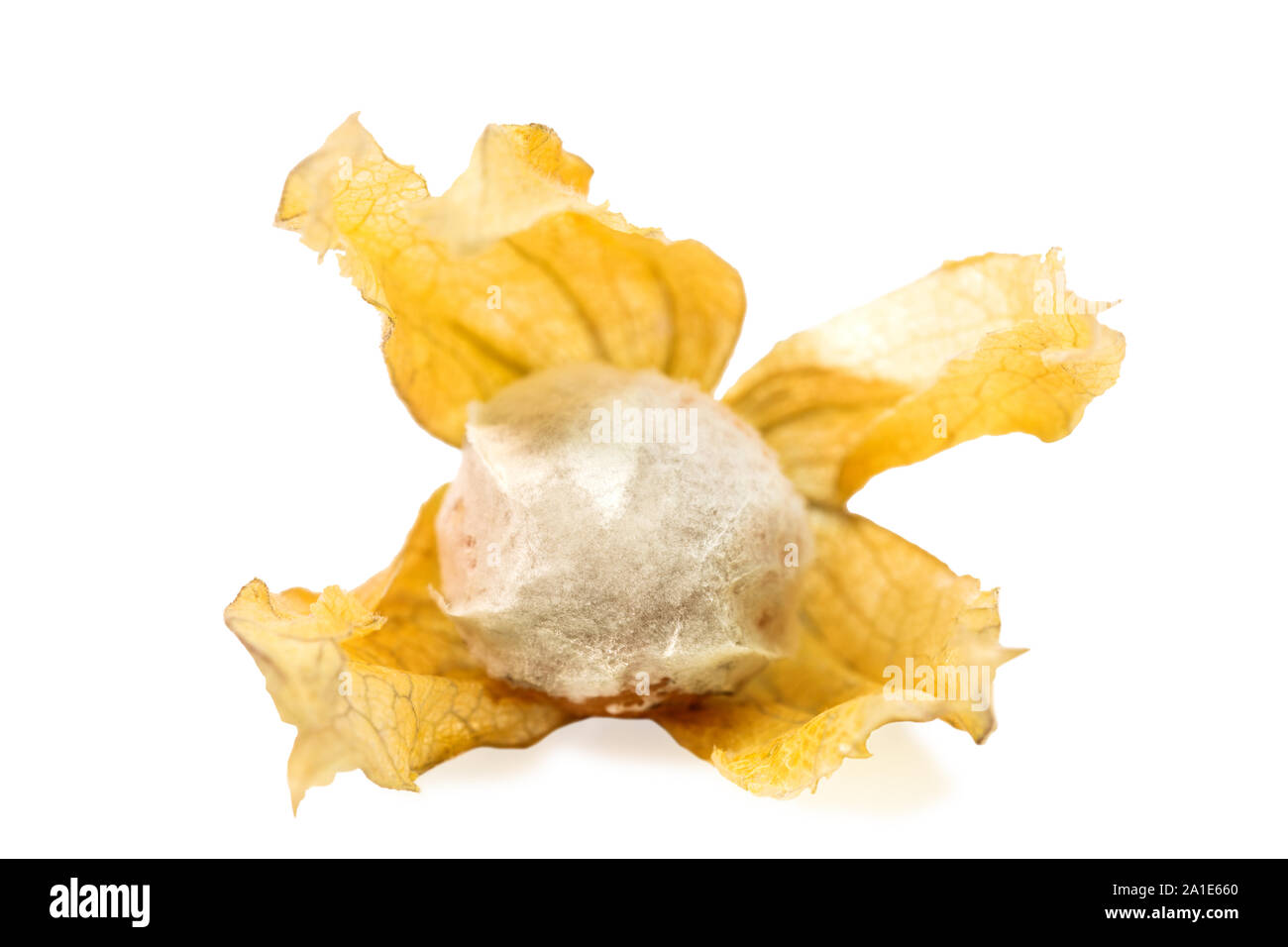 rotten and mold physalis on a white background Stock Photo