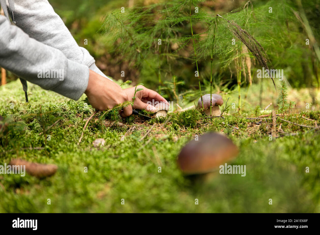 Boletus edulis in the forest, mushrooming and finding the gourmet mushrooms Stock Photo
