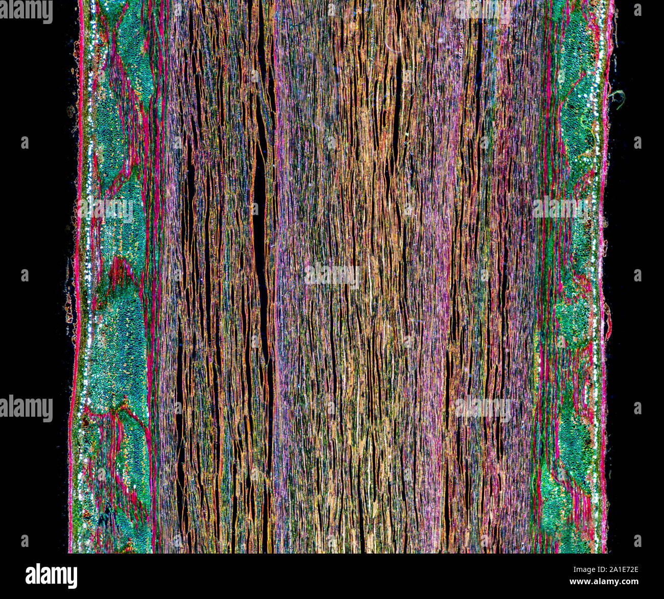 Tilia, stem LS tangential, darkfield illumination photomicrograph Stock Photo