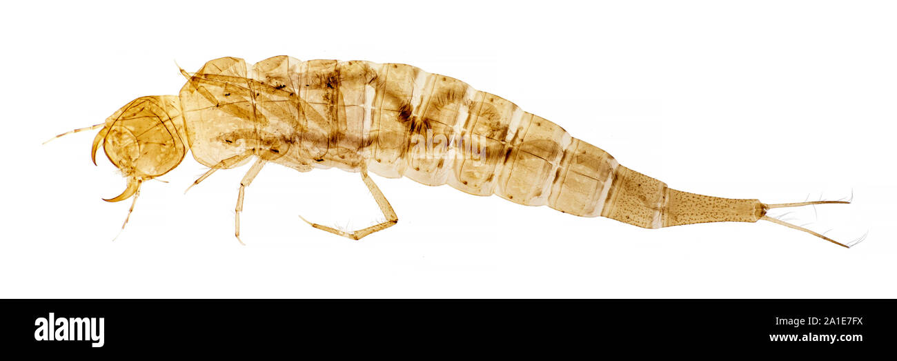 Diving beetle larva, brightfield photomicrograph Stock Photo