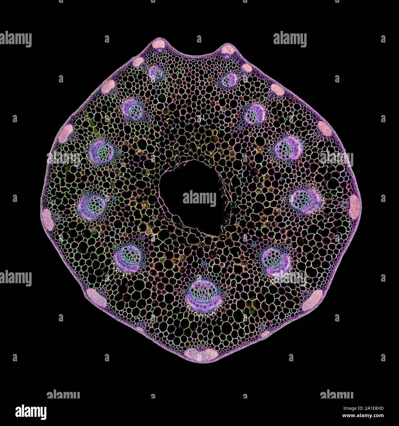 Plant stem section, TS, darkfield illumination photomicrograph Stock Photo