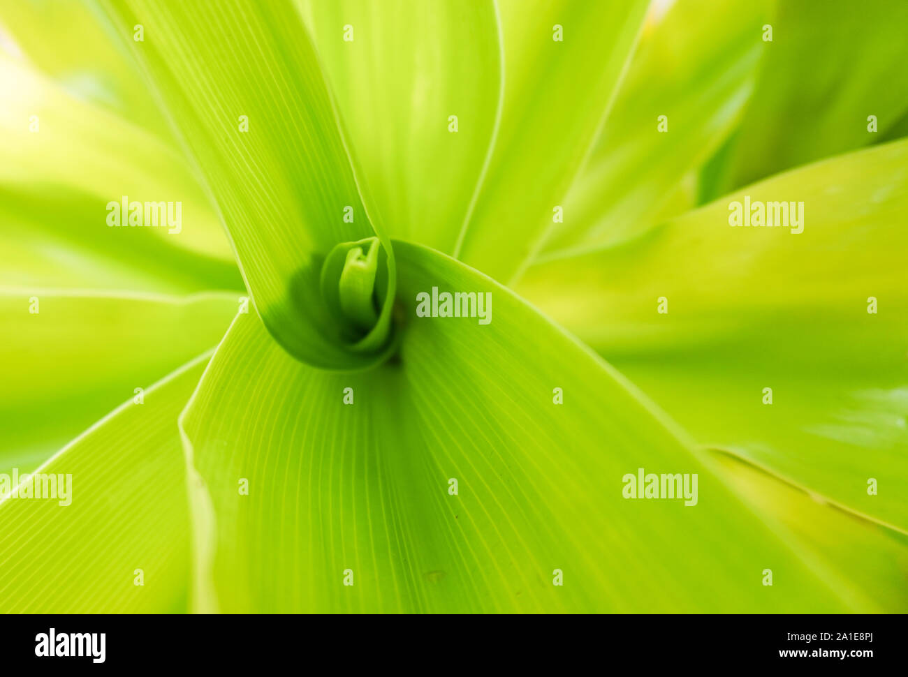 Close-up view looking down into a bright green tropical plant and leaves; background and copy space Stock Photo