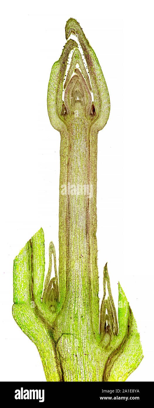 Ligustrum LS. stem apex, brightfield photomicrograph Stock Photo
