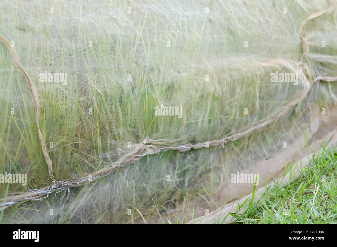 Preventing birds hi-res stock photography and images - Alamy