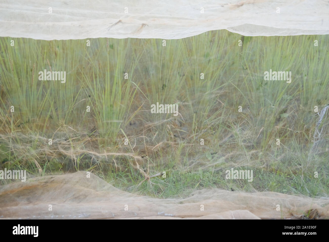Preventing birds hi-res stock photography and images - Alamy