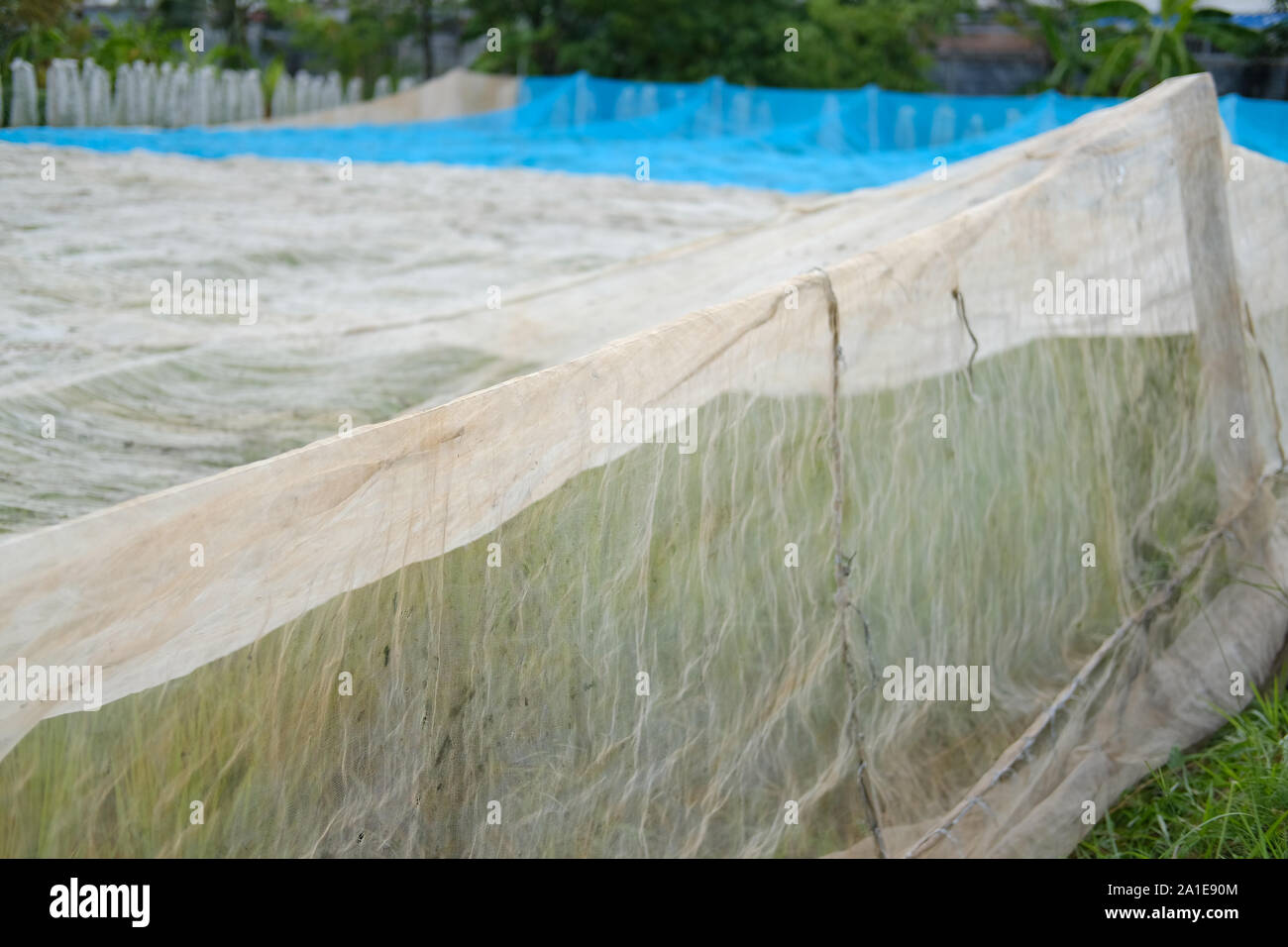 rice paddy field covering with net for preventing birds Stock Photo - Alamy