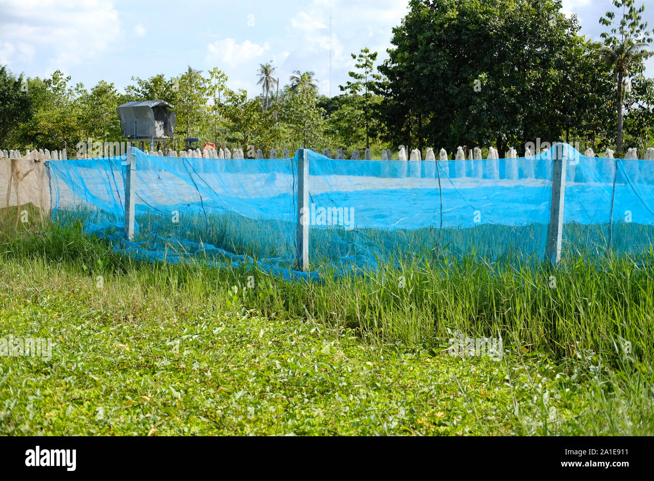 rice paddy field covering with net for preventing birds Stock Photo - Alamy