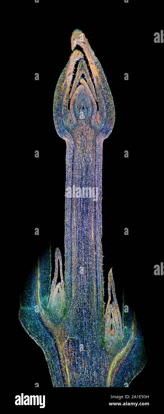 Ligustrum LS. stem apex, darkfield illumination photomicrograph Stock Photo