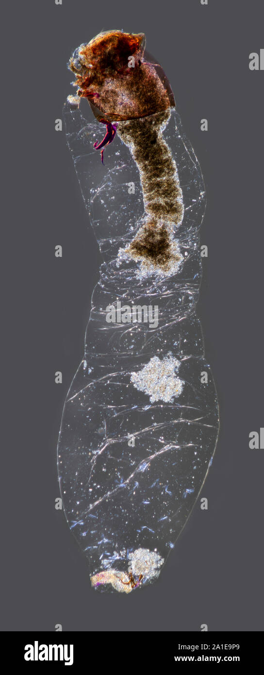 Blackfly larva, Simuliuam, darkfield illumination Stock Photo