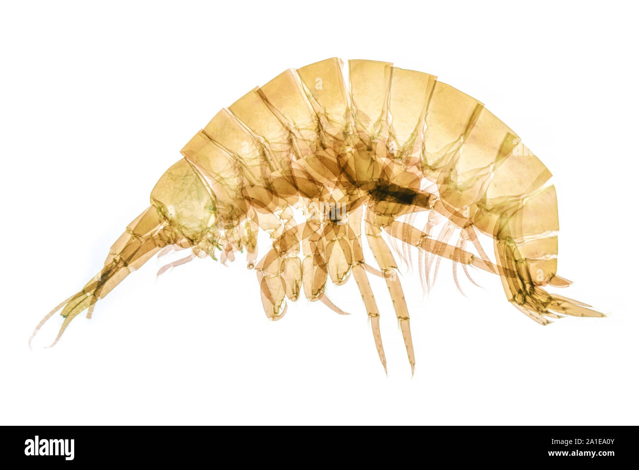 Fresh water shrimp, Gammarus pulex. brightfield photomicrograph Stock Photo
