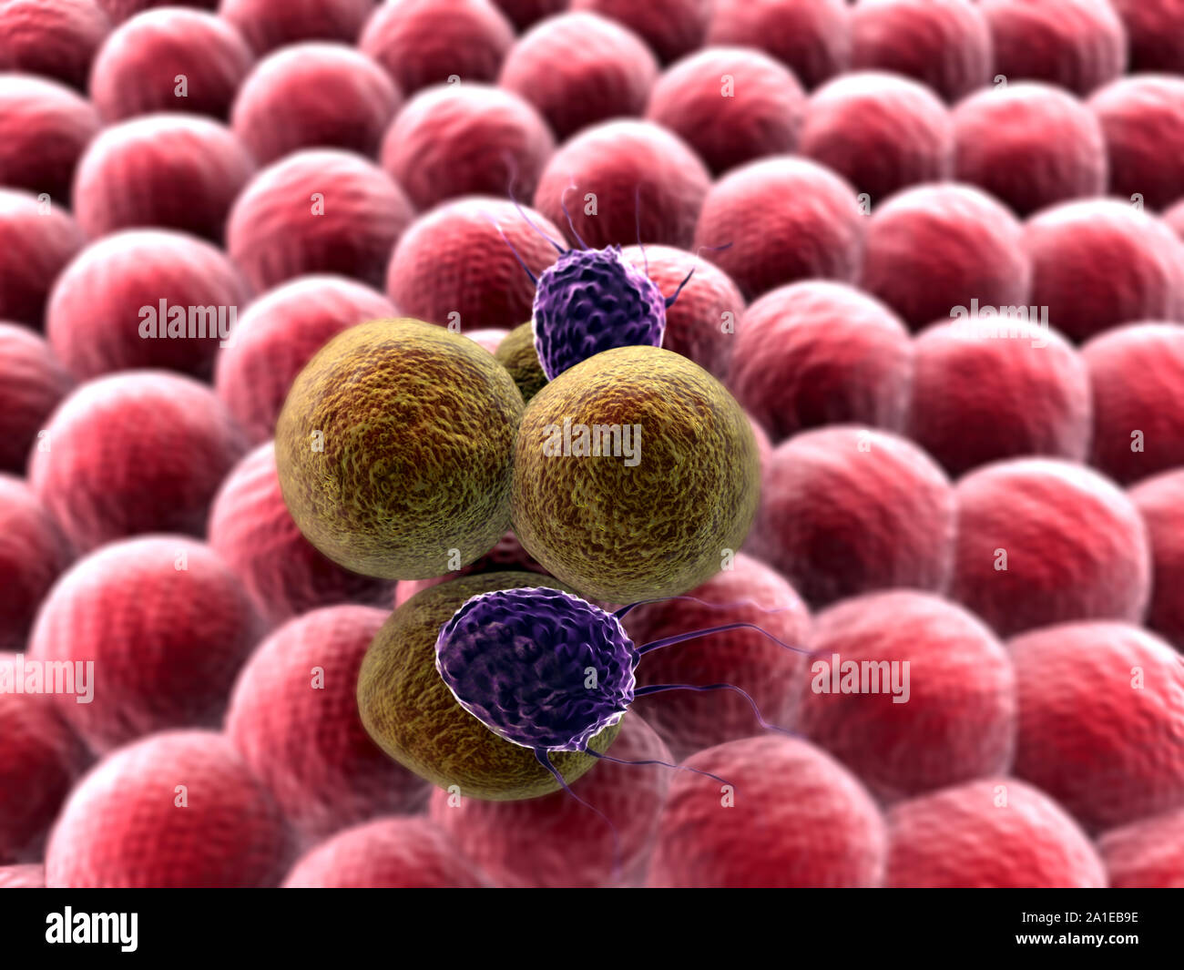 cells and virus, 3d rendered cancer cell, Clusters of cells, T-lymphocytes attack a migrating cancer cell, Cancer cell attacked by lymphocytes Stock Photo