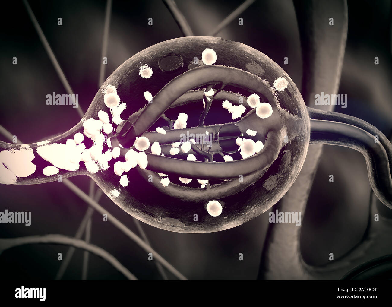 human gland produce sdrenalin, adrenal gland, Internal structure of