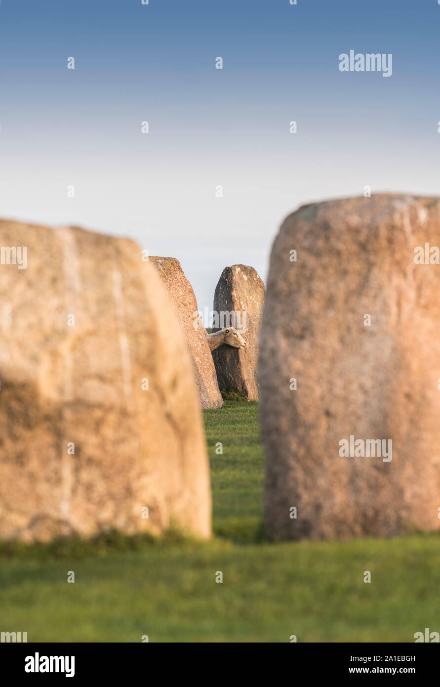 Sheep at the ancient Ale's Stones ship setting from the Iron Age, Kaseberga near Ystad, Skane