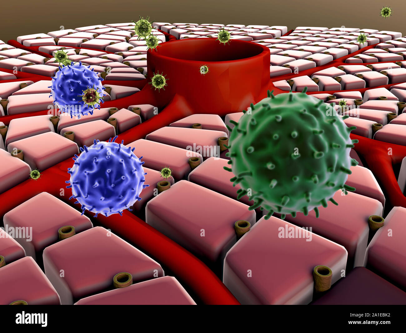 Иммунные клетки печени. Вирусы атакуют клетки печени. Атака раковых клеток печени.