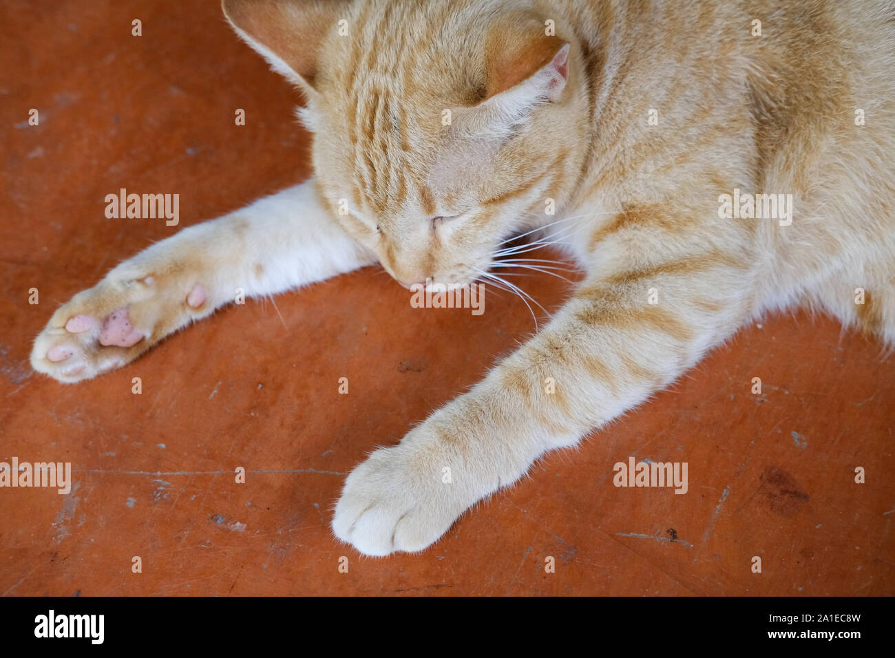 orange cat tabby feline lying resting relaxing on floor Stock Photo - Alamy
