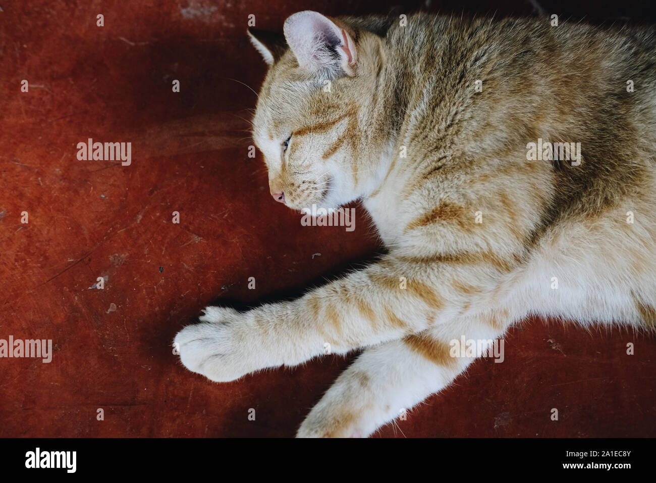 orange cat tabby feline lying resting relaxing on floor Stock Photo - Alamy