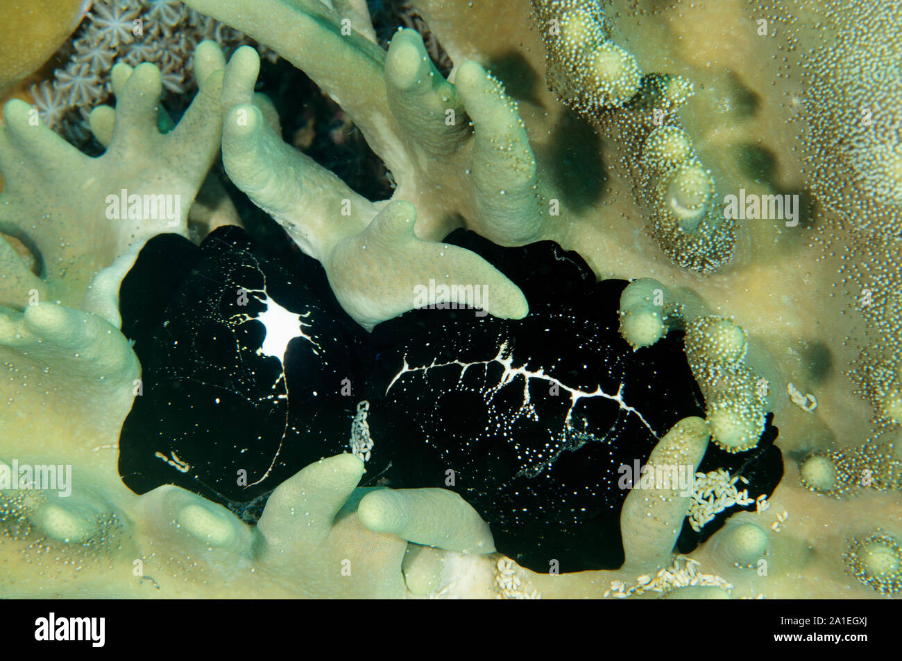 Egg cowries, Ovula olum, feeding on a leather coral, Sulawesi Indonesia. Stock Photo