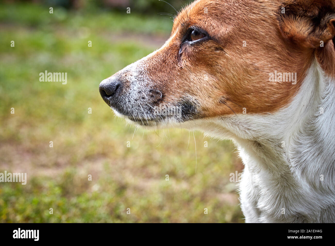 cute beautiful dog breed Jack Russell in profile on a walk in the fall afternoon Stock Photo