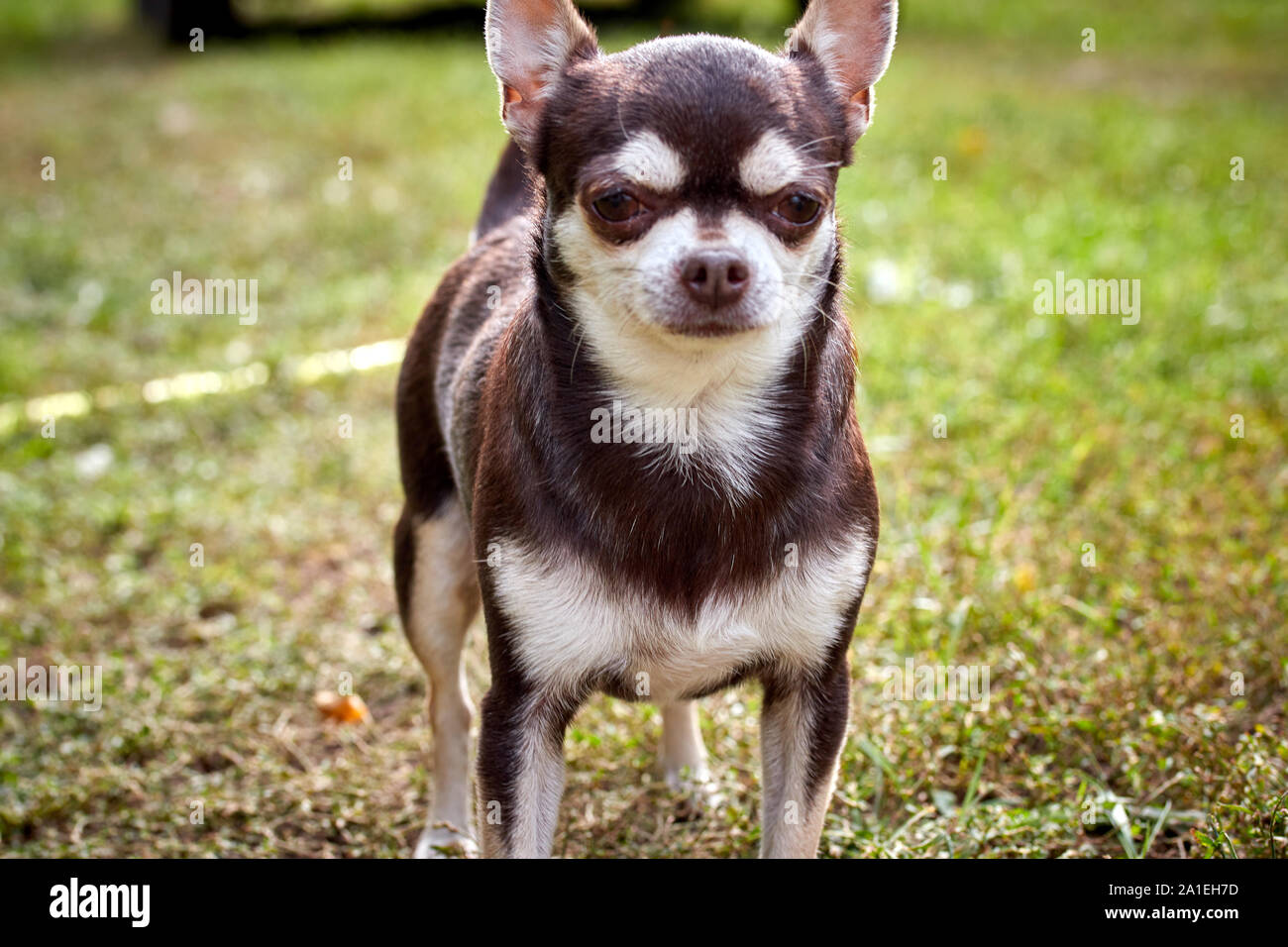 cute little chihuahua dog with sad face for a walk in the fresh air Stock Photo