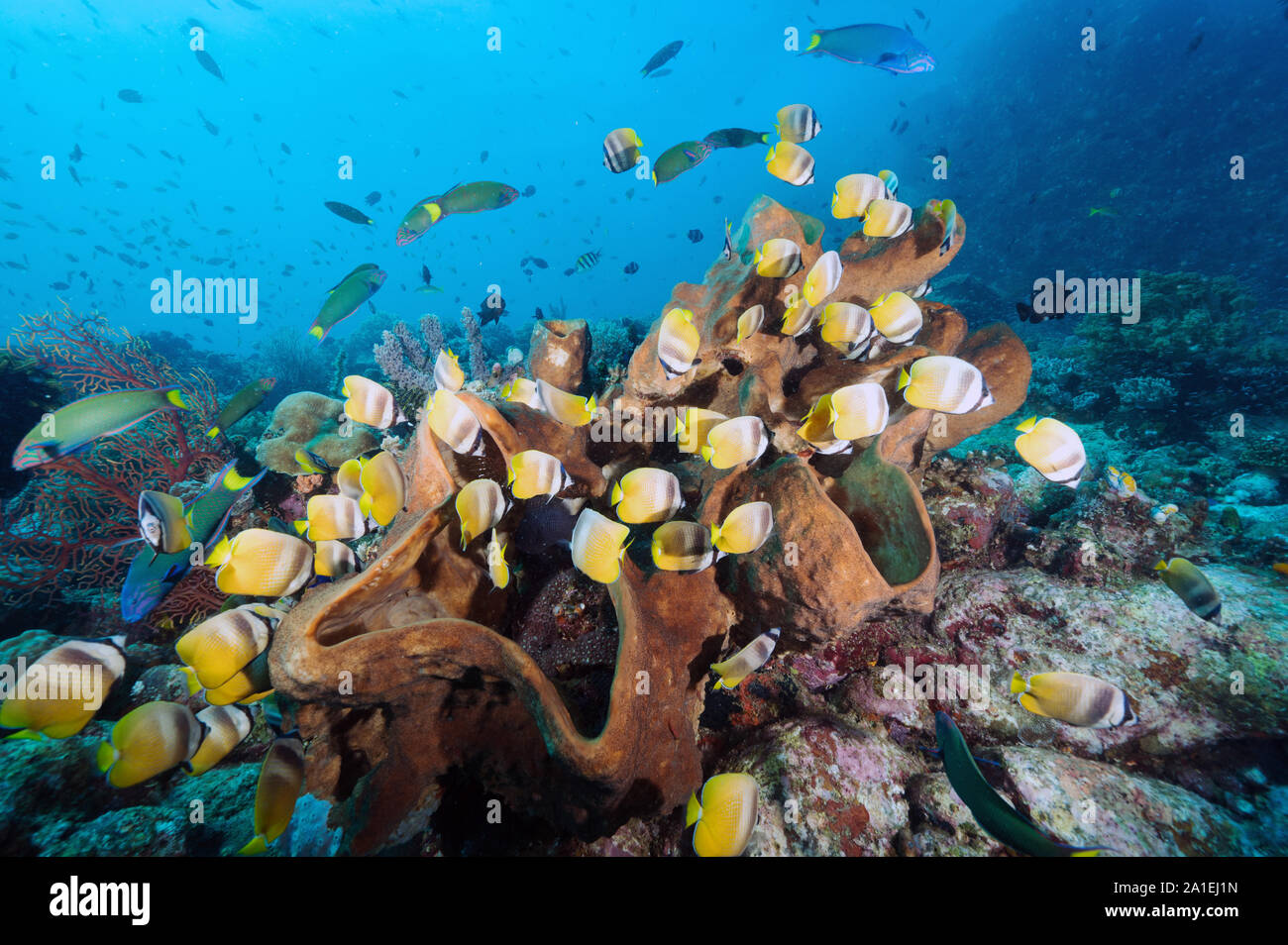 Klein's butterflyfishes, Chaetodon kleinii, feeding on damselfish eggs on a massive sponge, Sulawesi Indonesia. Stock Photo