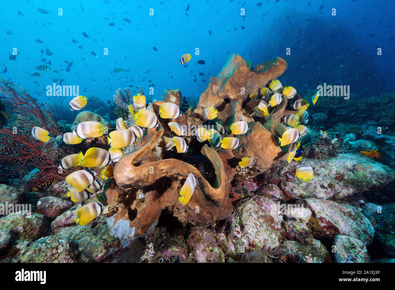 Klein's butterflyfishes, Chaetodon kleinii, feeding on damselfish eggs on a massive sponge, Sulawesi Indonesia. Stock Photo