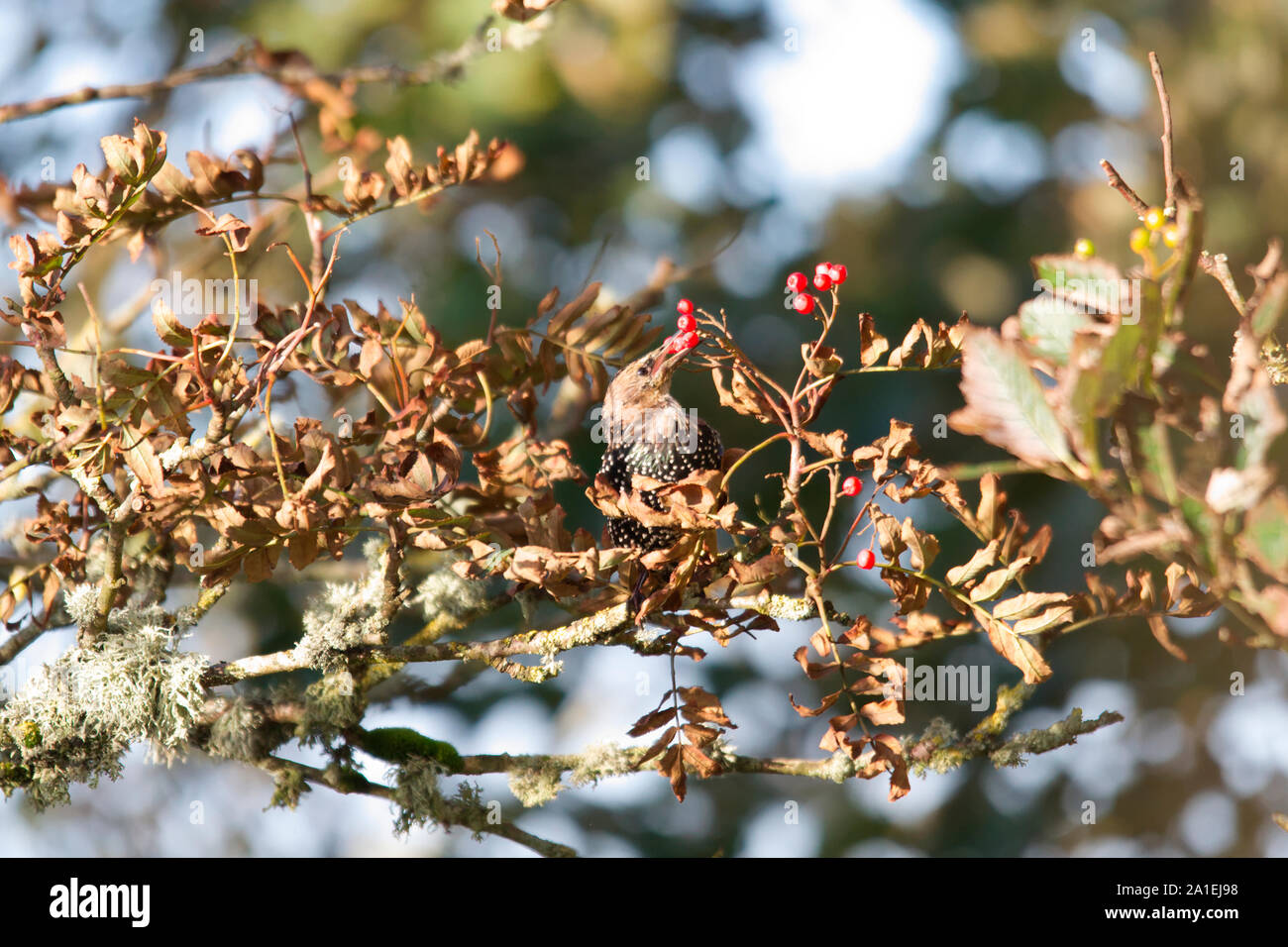 Starling feeding on berries, Orkney Isles Stock Photo