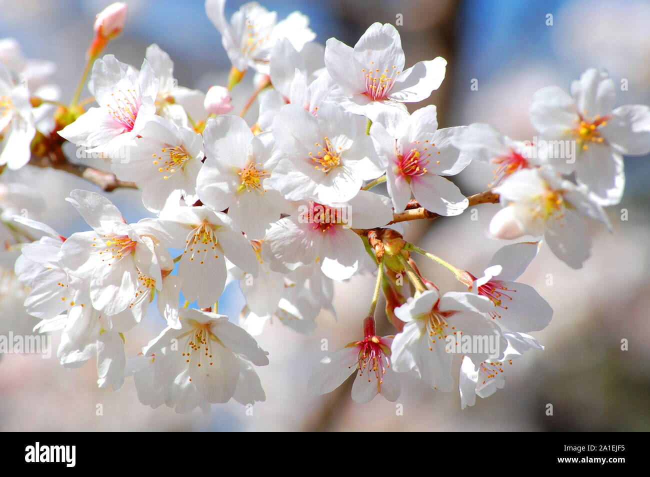 cherry blossom season in Japan beautiful nature with white tones and ...
