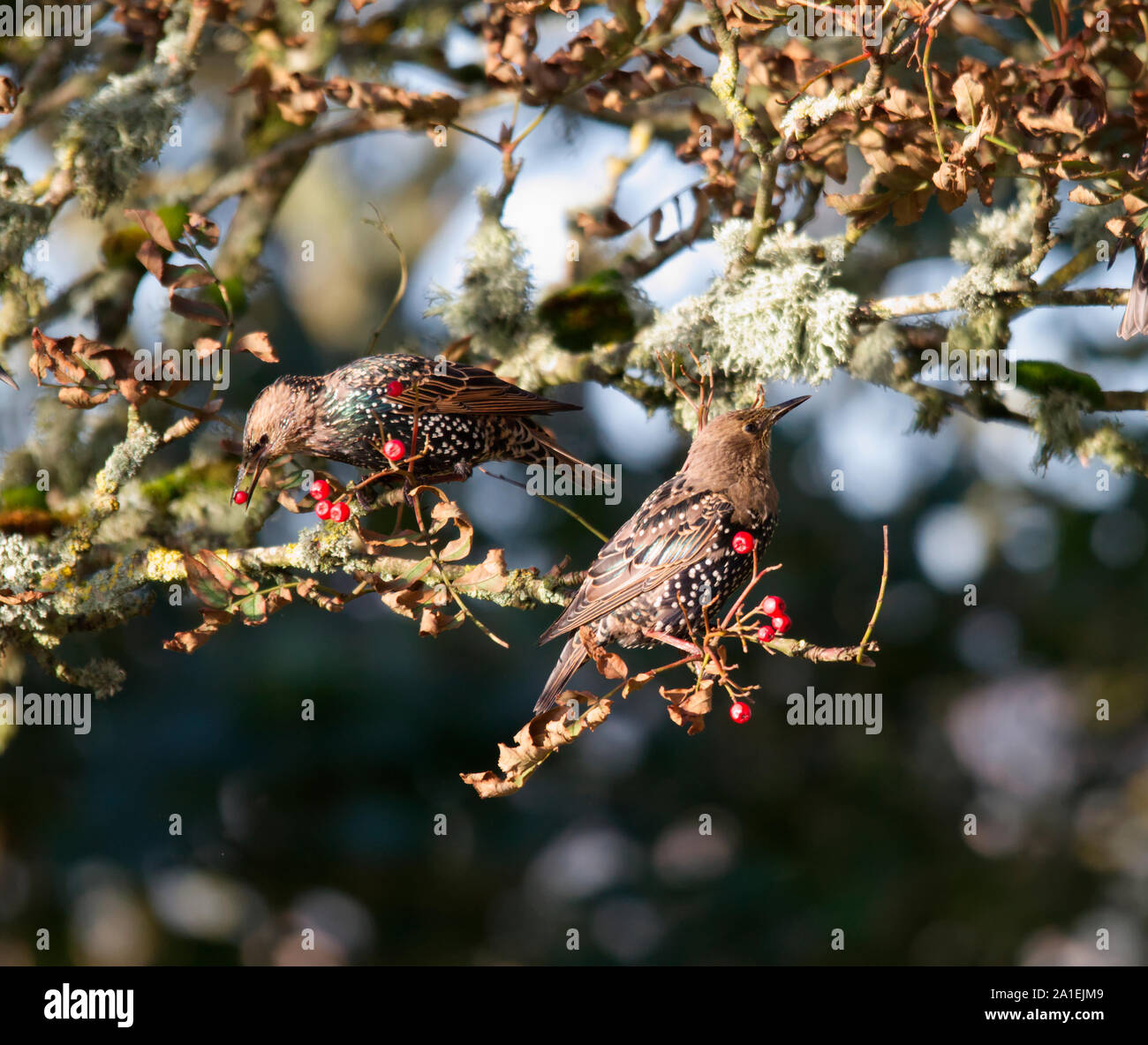 Starlings feeding on berries, Orkney Isles Stock Photo