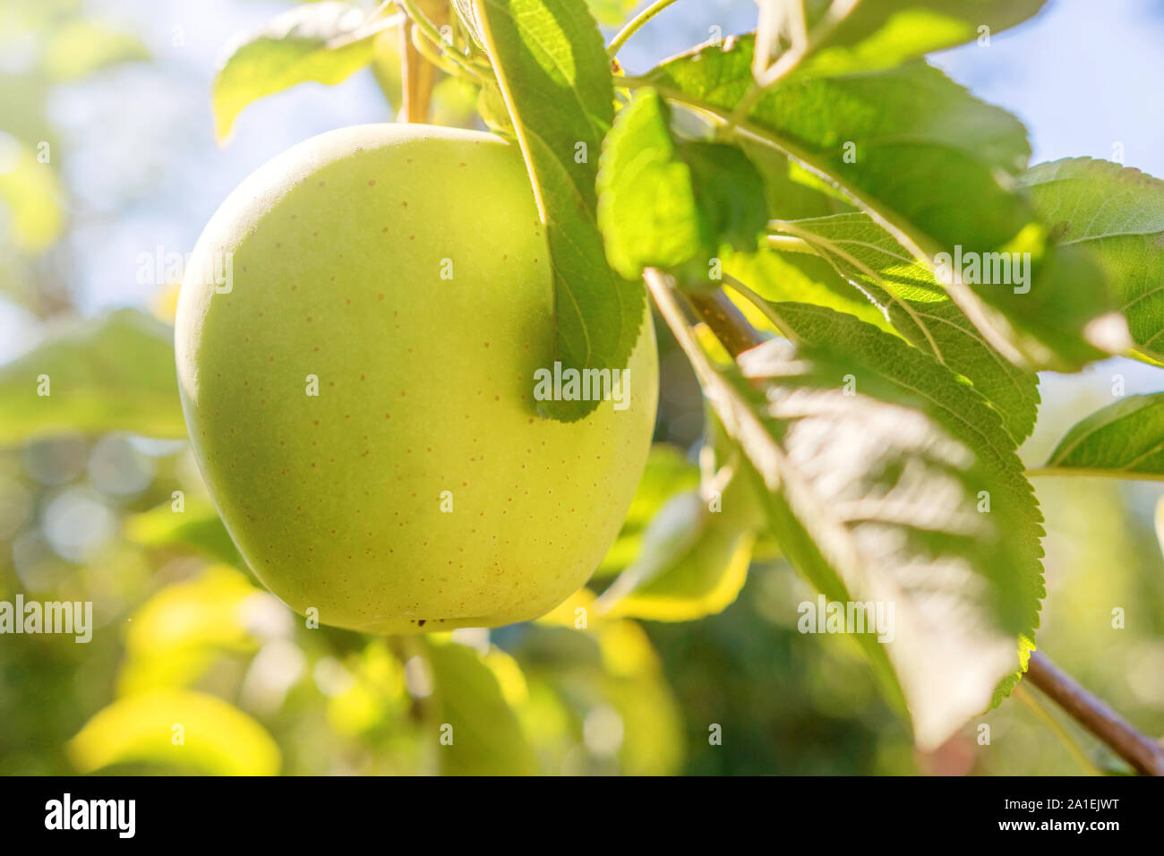 Sunny Apple Orchard Golden Delicious Apple In Autumn Val Di Non Trentino Alto Adige Trento Province Italy Southern Europe Stock Photo Alamy