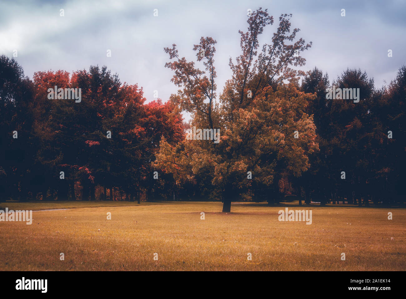 Colorful leaves on trees in the city park, autumn background Stock ...
