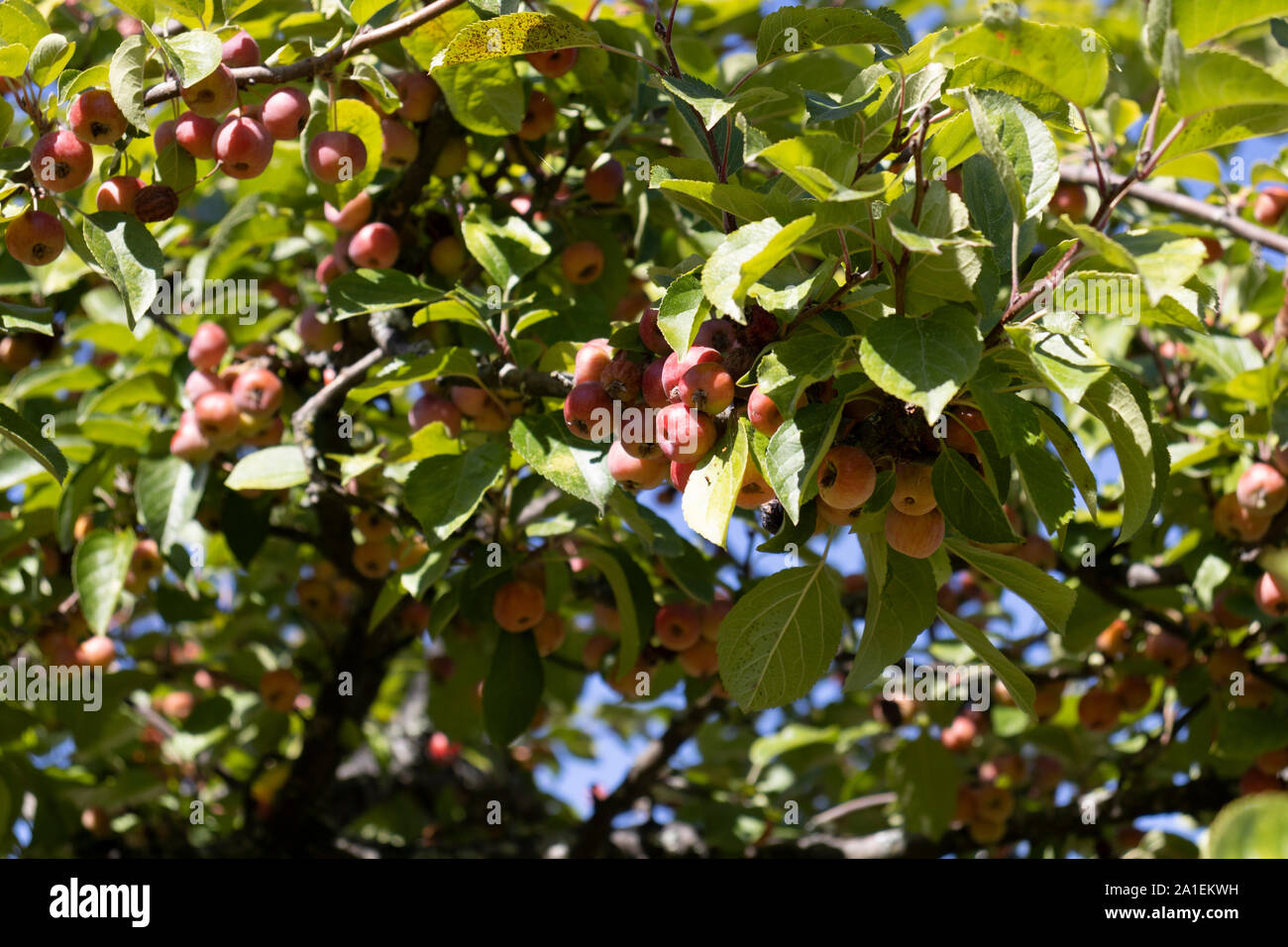 wild apple tree Stock Photo Alamy