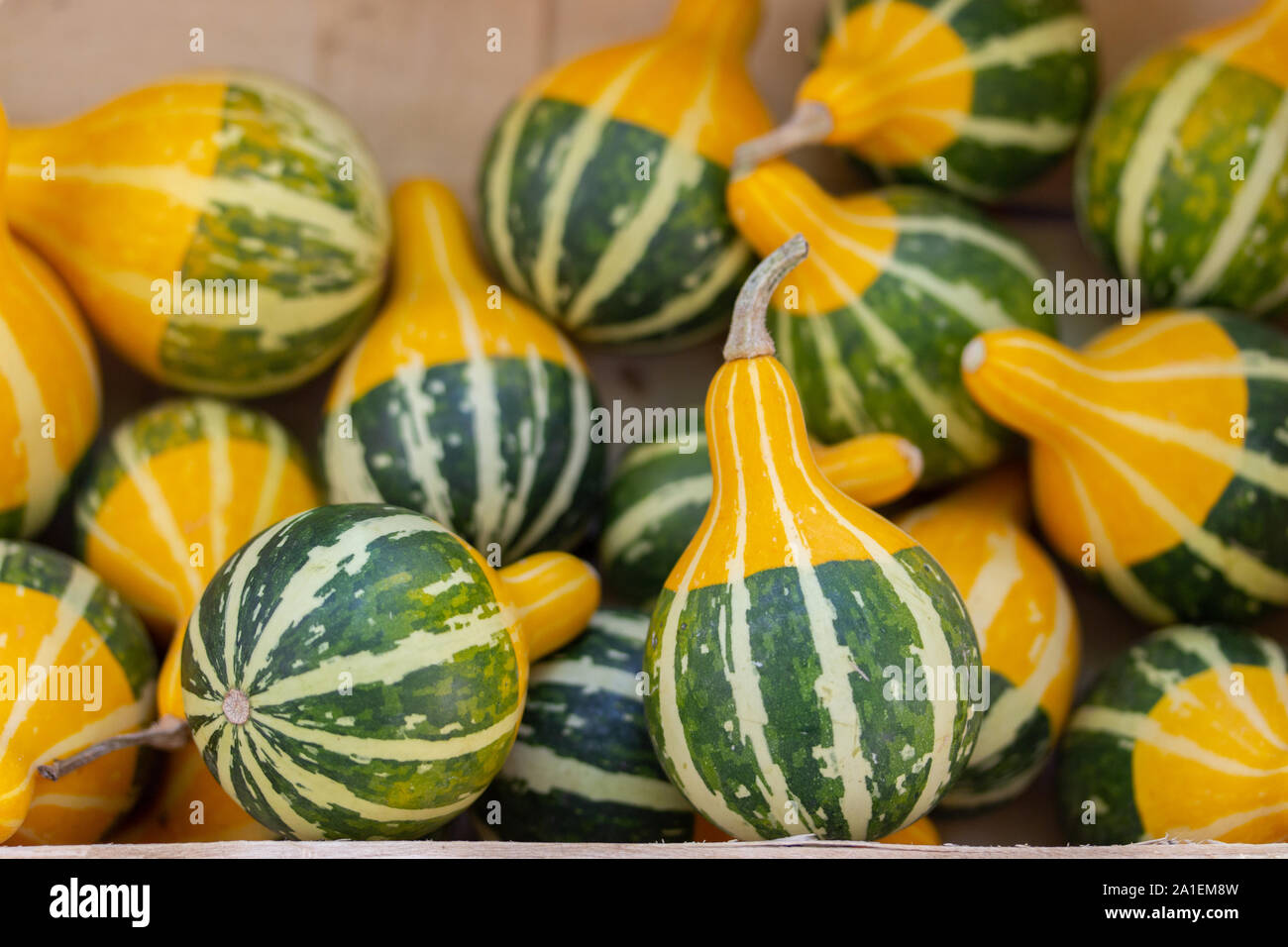 Pear-shaped pumpkin Kleine Bicolor of the genus Lagenaria syceraria