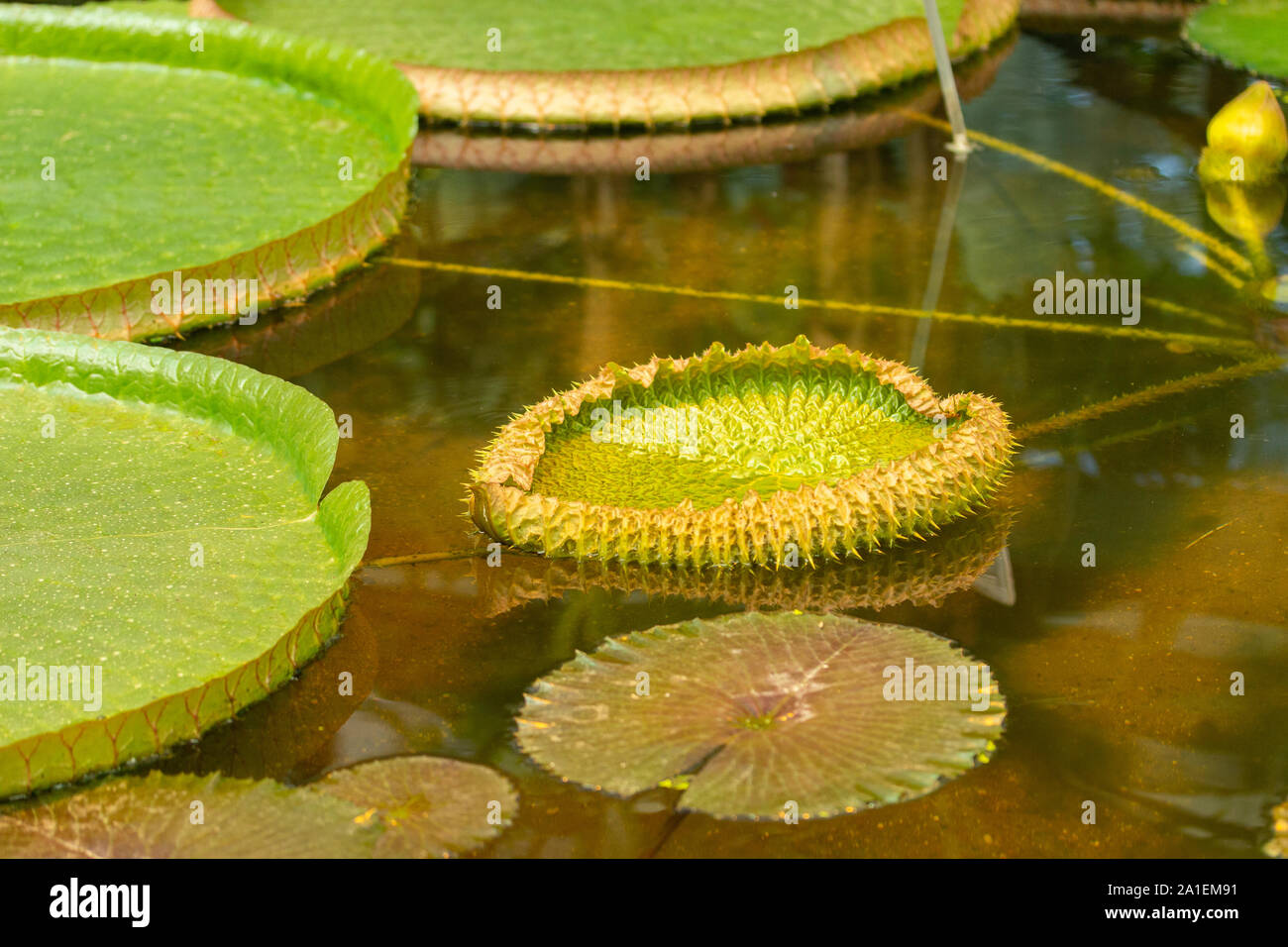 Amazonis hi-res stock photography and images - Alamy