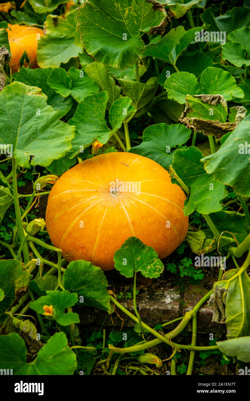 Pumpkin growing in a vegetable patch Stock Photo - Alamy