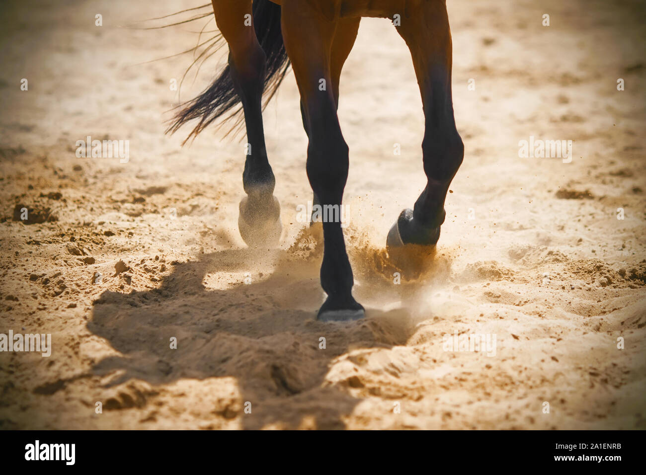 The graceful legs of a Bay horse galloping across the sand, kicking up dust in the warm sunlight. Stock Photo