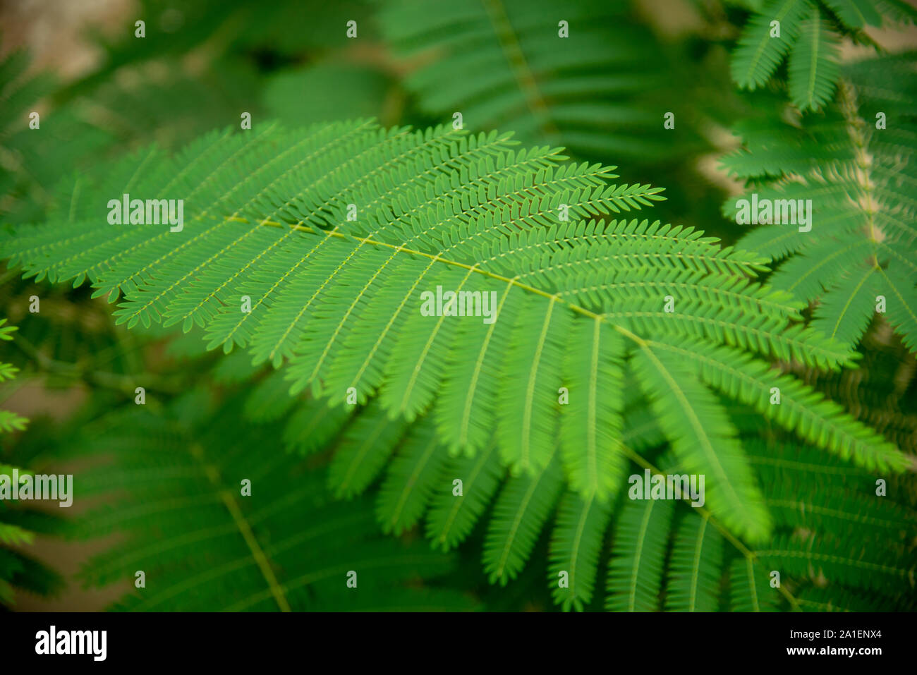 Different species of fern hi-res stock photography and images - Alamy