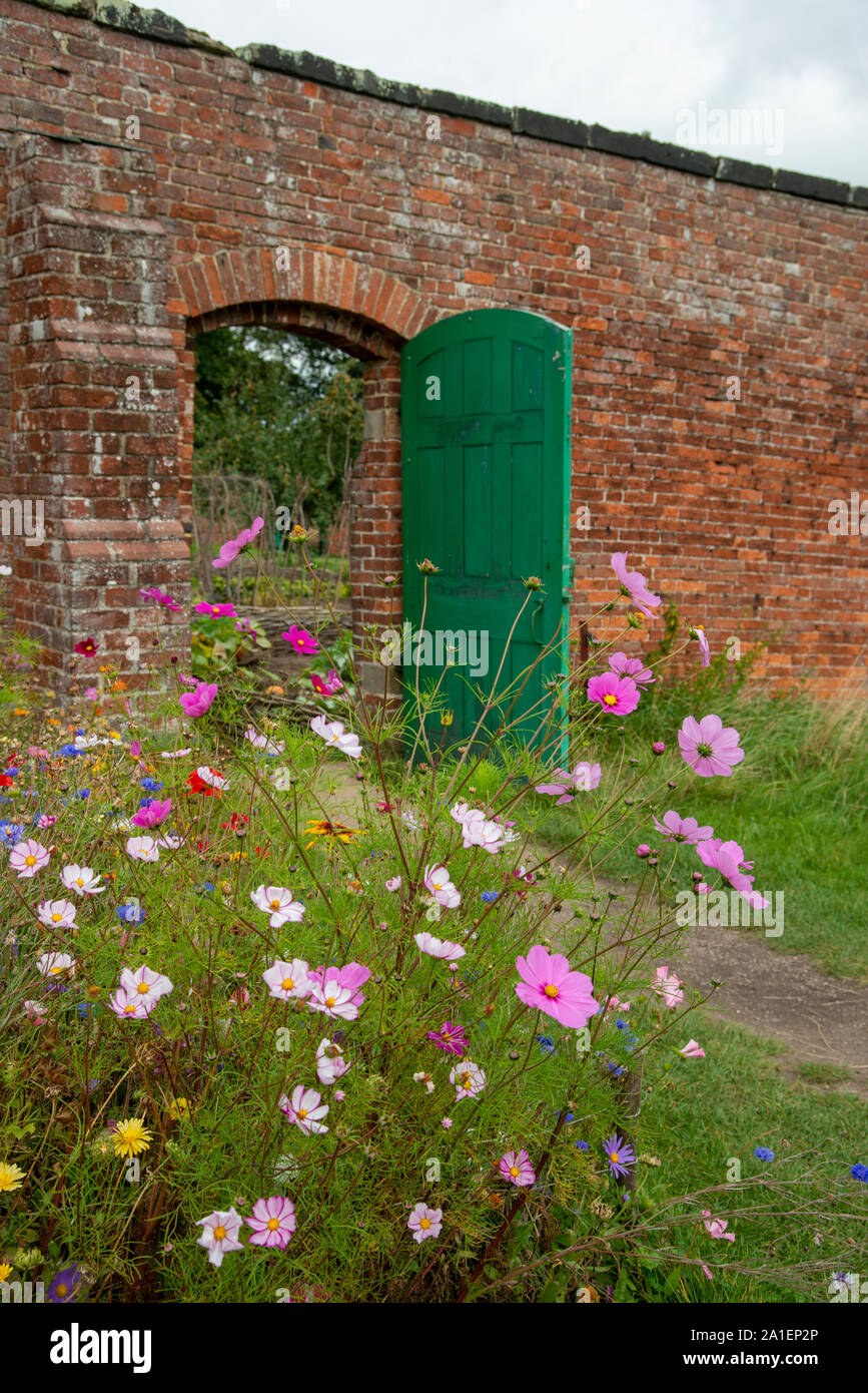 Wild flowers in a walled garden Stock Photo Alamy