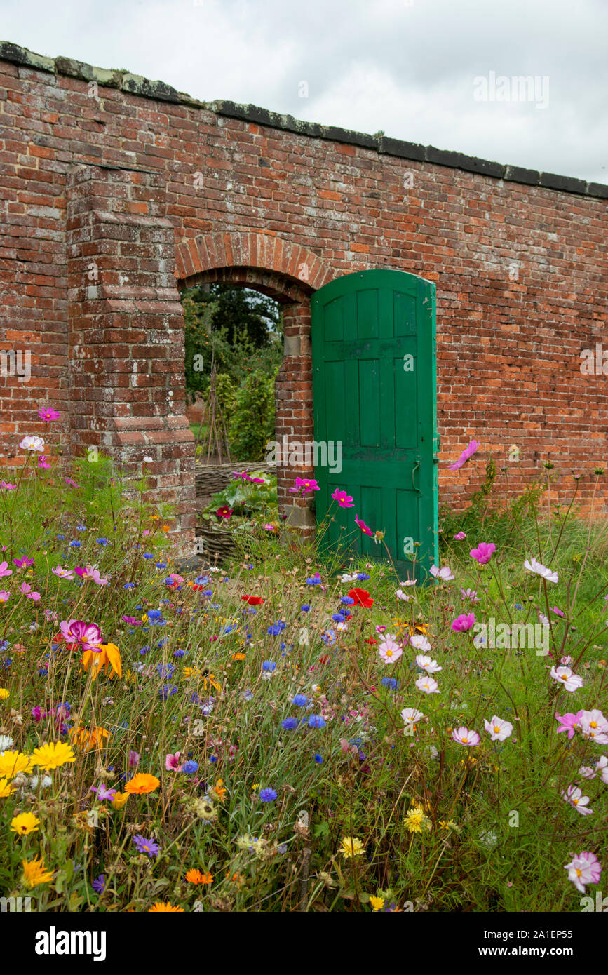 Wild flowers in a walled garden Stock Photo Alamy