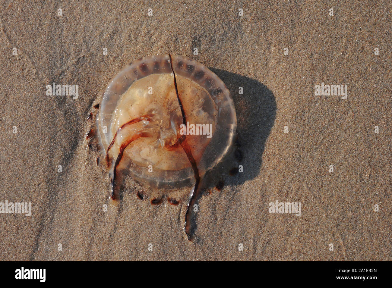 Upside down 'Chrysaora Hysoscella' Compass Jellyfish stranded on sand beach Stock Photo