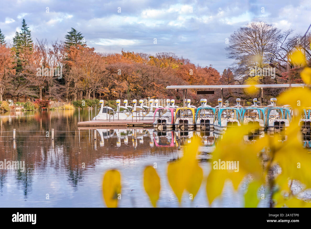 Cute duck pedal boats floating in the pond of Kichijoji Inokashira Park