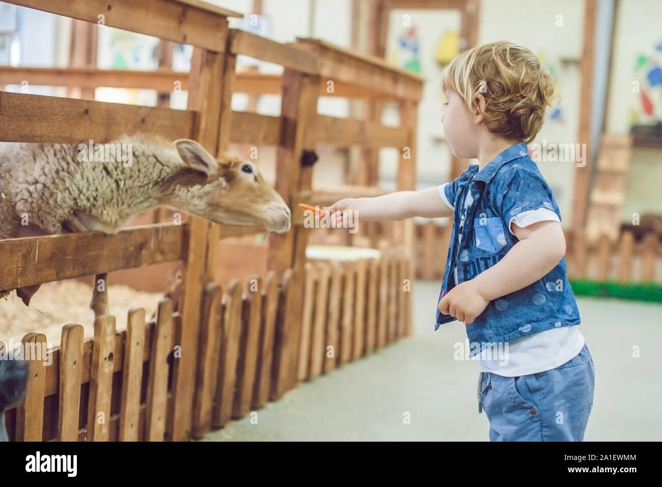 Boy play with the lamb on the farm Stock Photo - Alamy