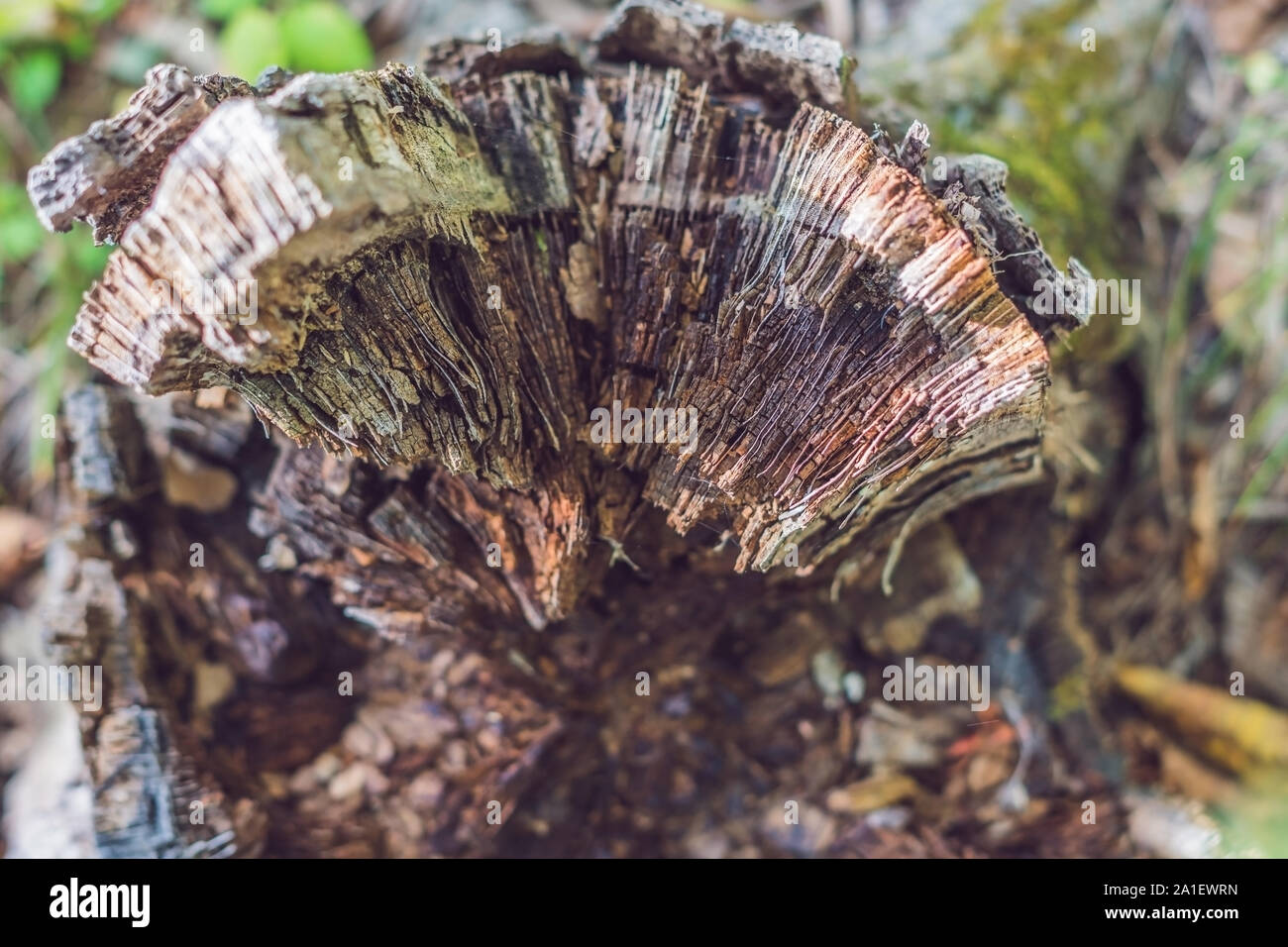 Old rotten tree stump in the autumn forest. Autumn mood. Withering and putrefaction concept. Stock Photo