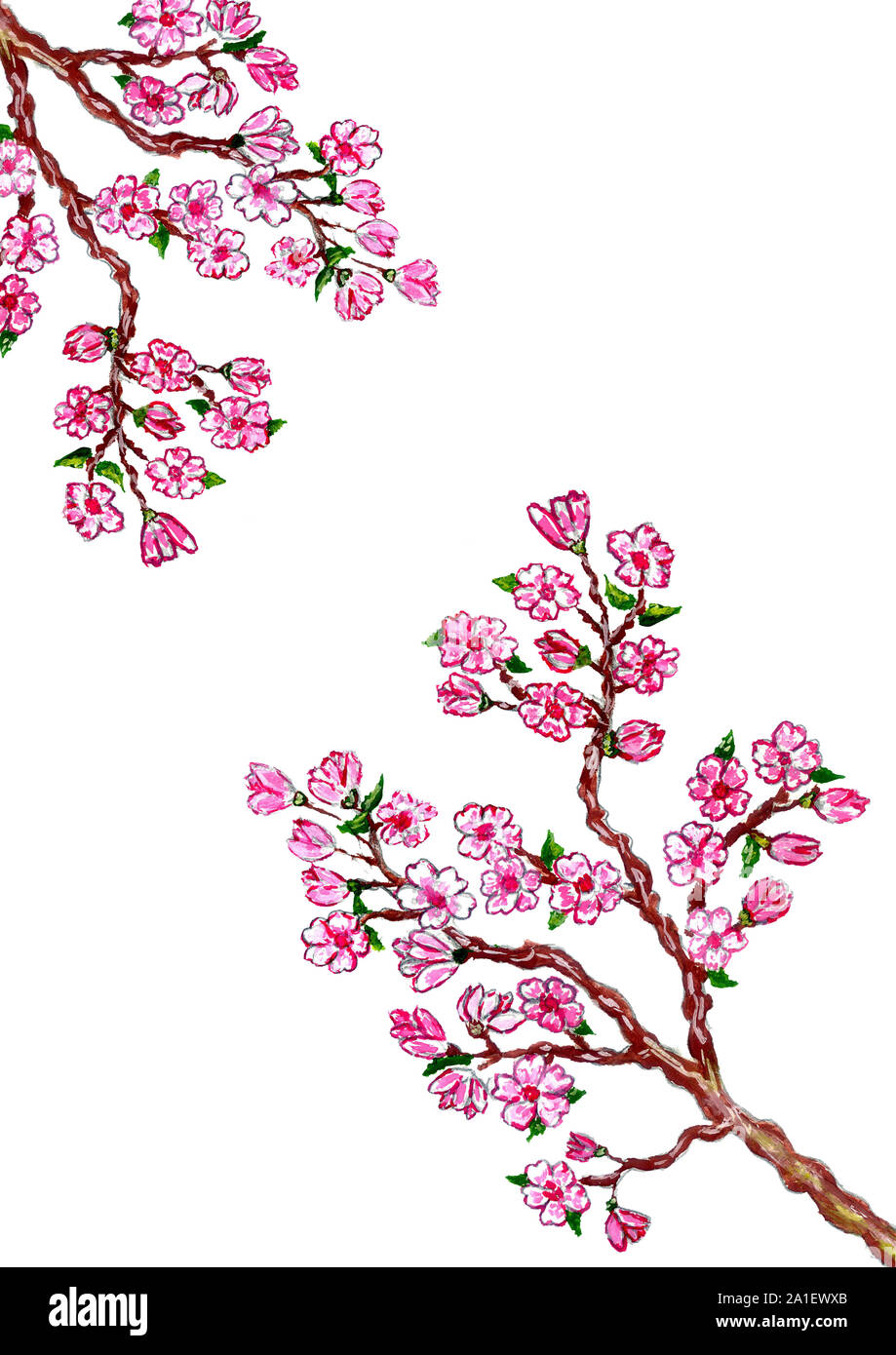 Blooming branch of sakura, pink cherry blossom, watercolor illustration ...