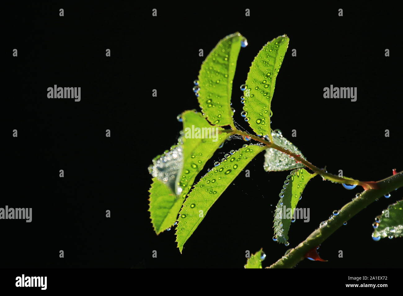 Dew drops on rose hip leaves Stock Photo