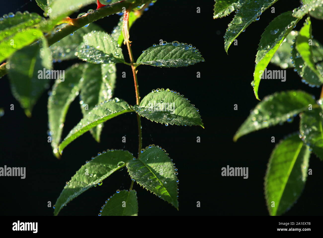 Dew drops on rose hip leaves Stock Photo