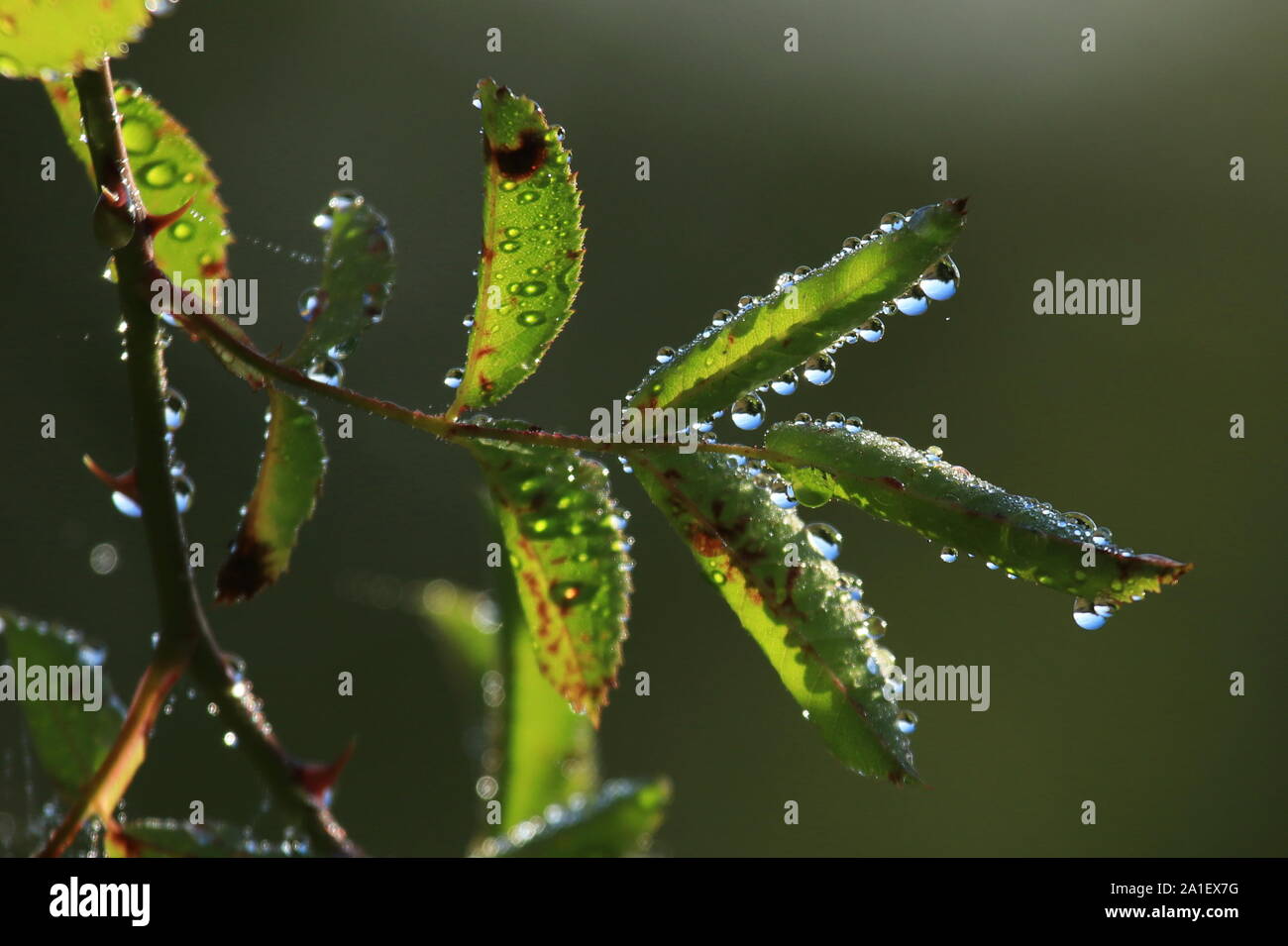 Dew drops on rose hip leaves Stock Photo