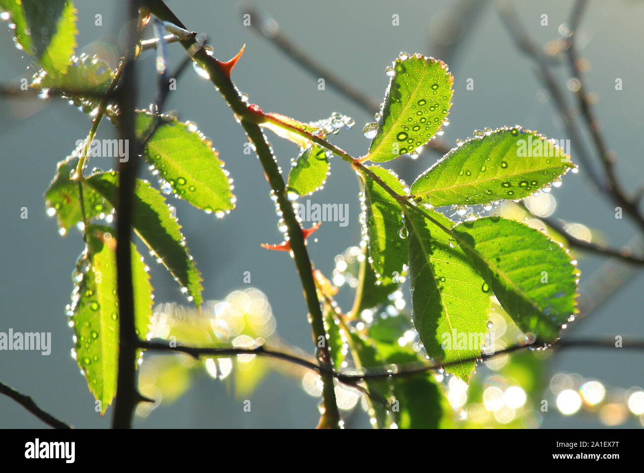 Dew drops on rose hip leaves Stock Photo