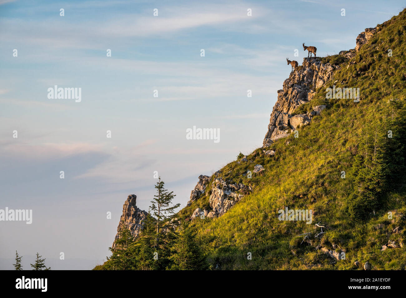 Steinböcke auf Felsen auf Steilhang im Berner Oberland Stock Photo