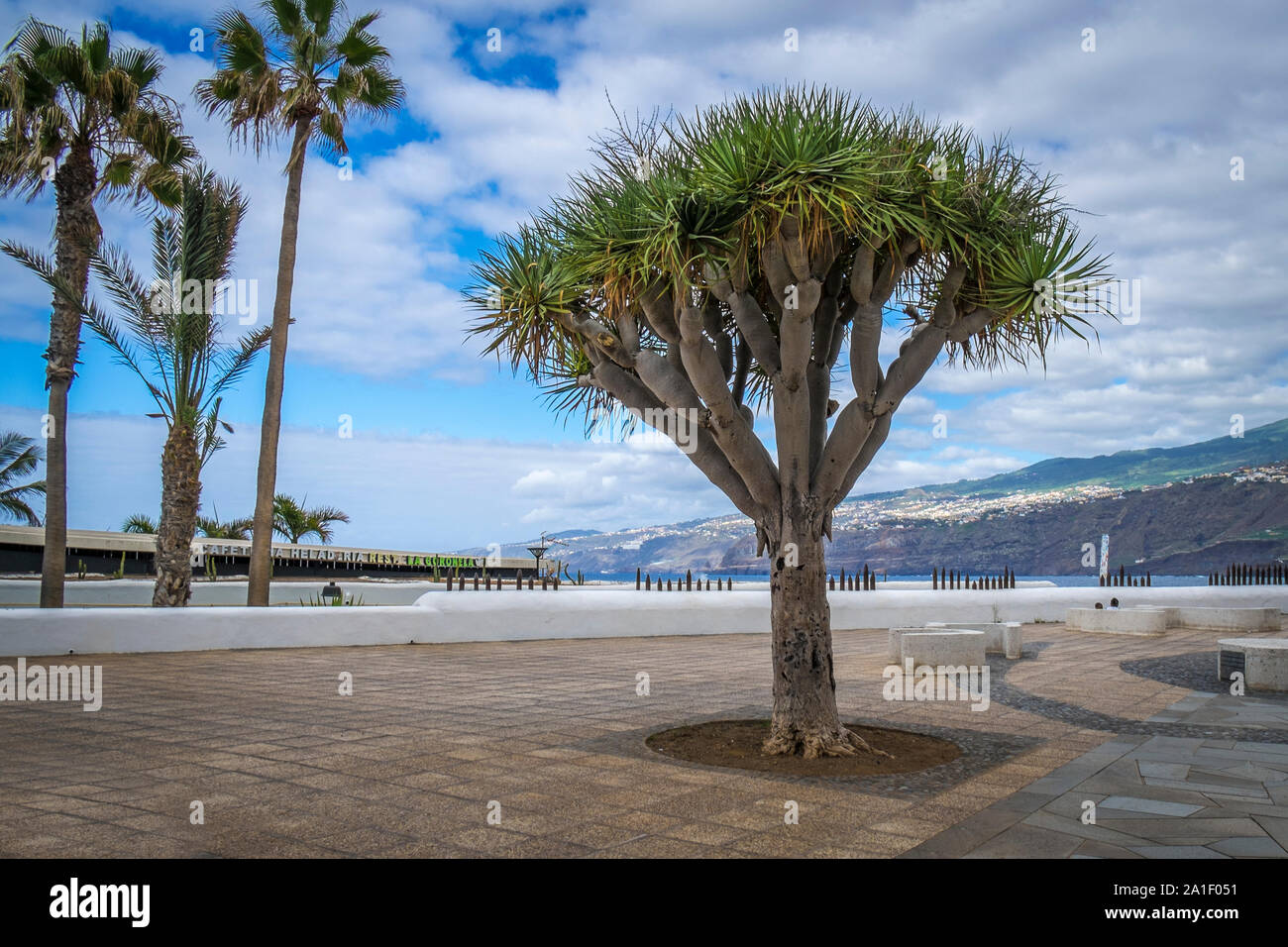 Drachenbaum an der Promenade von Puerto de la Cruz, Teneriffa Stock Photo