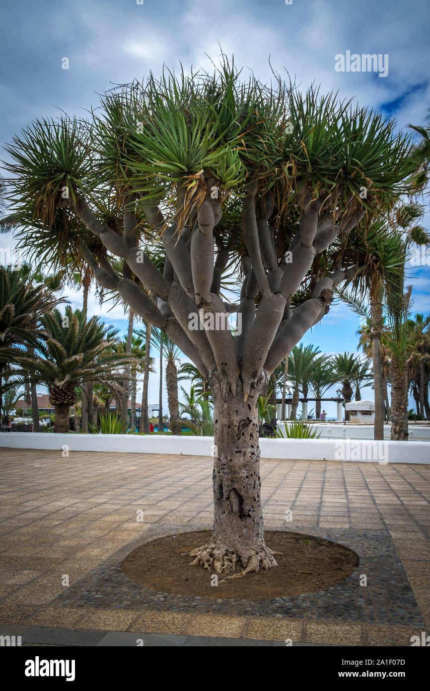 Drachenbaum an der Promenade von Puerto de la Cruz, Teneriffa Stock Photo